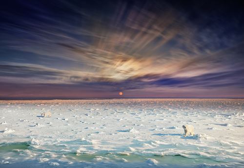 Polar Bears, Churchill, Manitoba - Day to Night