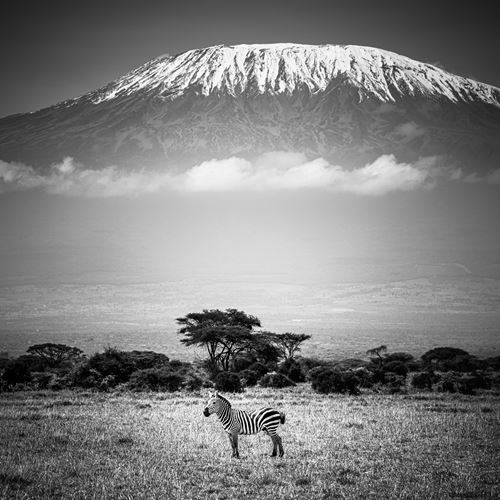 Zebra Kili, Amboseli, Kenya 2021