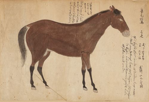 Een belangrijke Japanse tekening van een Perzisch paard in opdracht van de Shogun ‘Eene Eysche van den Keyser’ (de eis van de keizer)