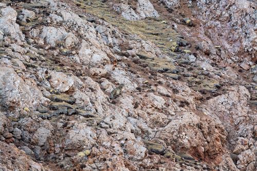 La palette des lichens (Tibet)