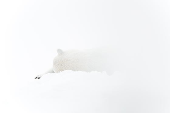 Ours polaire en boule, Cape Churchill, Manitoba, Canada, series (Solitudes)